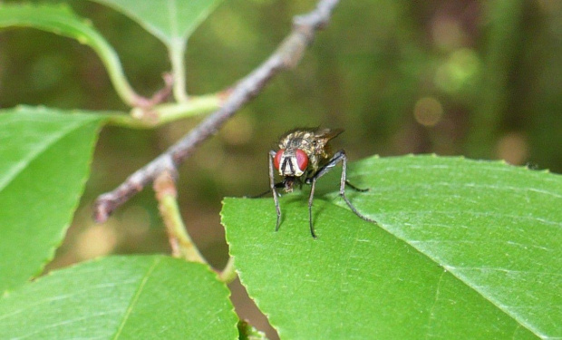 Mucha domowa (Musca domestica) #MuchaDomowa #MuscaDomestica