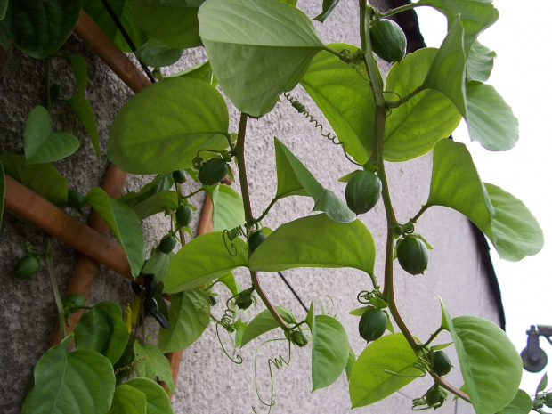 Passiflora alata