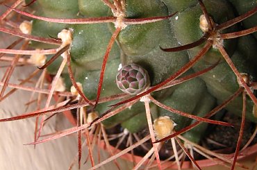 Pąk Gymnola #pąk #gymnocalycium #schikendantzii #kaktus #sukulent