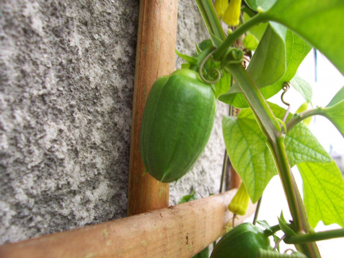 Passiflora alata