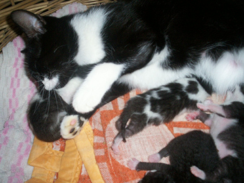 Micia i jej 4 dzieci :)