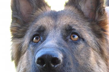 owczarek niemiecki dlugowłosy #owczarek #niemieck #dlugowlosy #miesiecy #pies #psiak