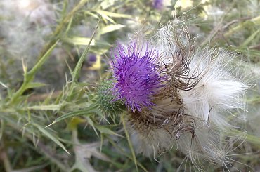 #natura #oset #ogród