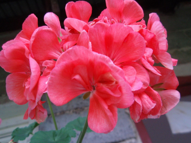 Pelargonia