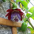 Passiflora alata