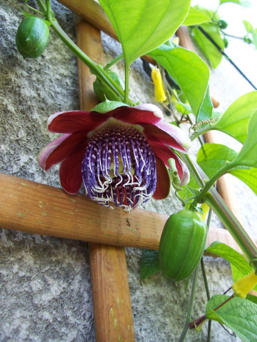 Passiflora alata