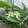 Passiflora suberosa