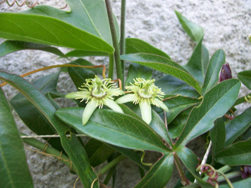 Passiflora suberosa