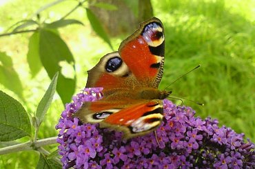 Motyl #motyl #budleja