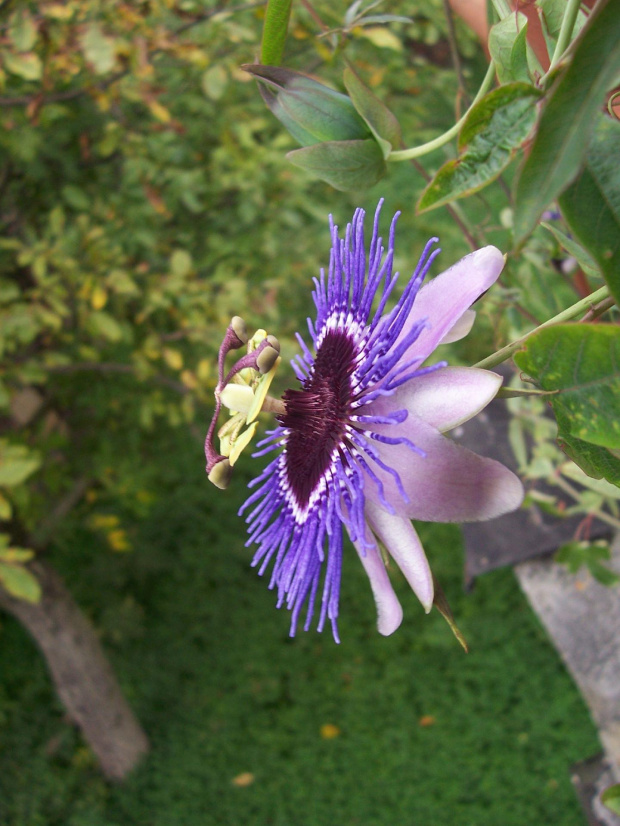 Passiflora purple haze