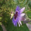 Passiflora purple haze