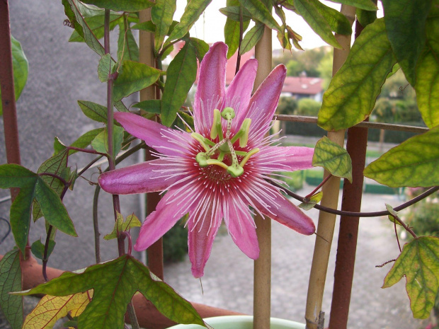 Passiflora violacea victoria