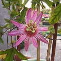 Passiflora violacea victoria