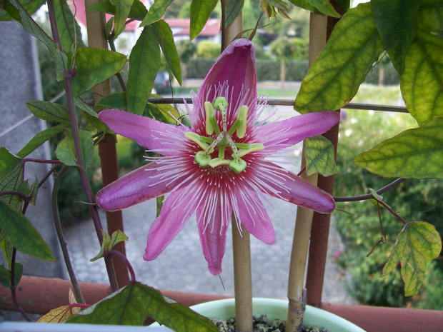 Passiflora violacea victoria