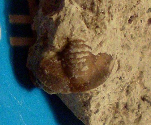 Pygidium trylobita . Długość okazu - 0,6 cm . Wiek - ? Data znalezienia : 2004 .