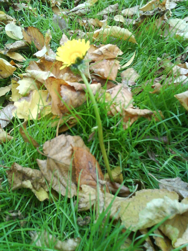 Wybryk natury - "dmuchawiec" albo inaczej "mlecz" kwitnący jesienią (zdjęcie z dnia 05.10.2008) #mlecz #dmuchawiec #jesień
