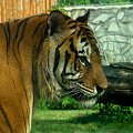 spojrzenie...tygrysia sesja #TygrysBengalski #wrocław #zoo