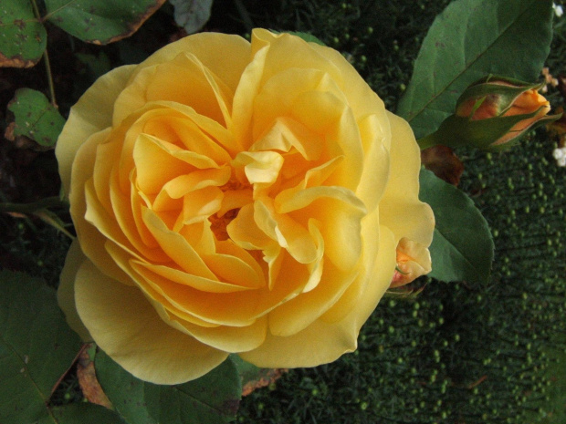 #ogród #rośliny #kwiaty #kwiat #róża #rosa #róże #RóżaAngielska