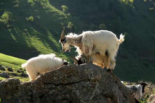 Na pochyłą skałę to i kozy skaczą #góry #kirgistan #przyroda