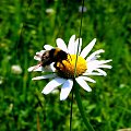 #pszczola #kwiat #laka