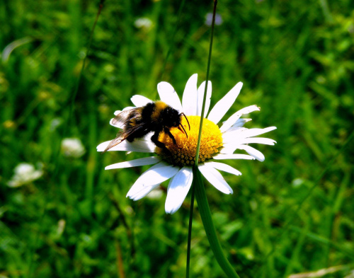 #pszczola #kwiat #laka