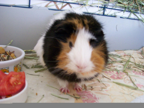 Bohaterer pozytywny : KRUSIK - MORSKI #krusikmorski #ŚwinkiMorskie #GuineaPig