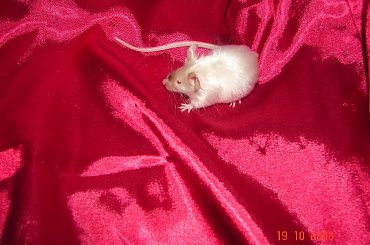 ALLYSKA i AMBERCIA #MyszyRasowe