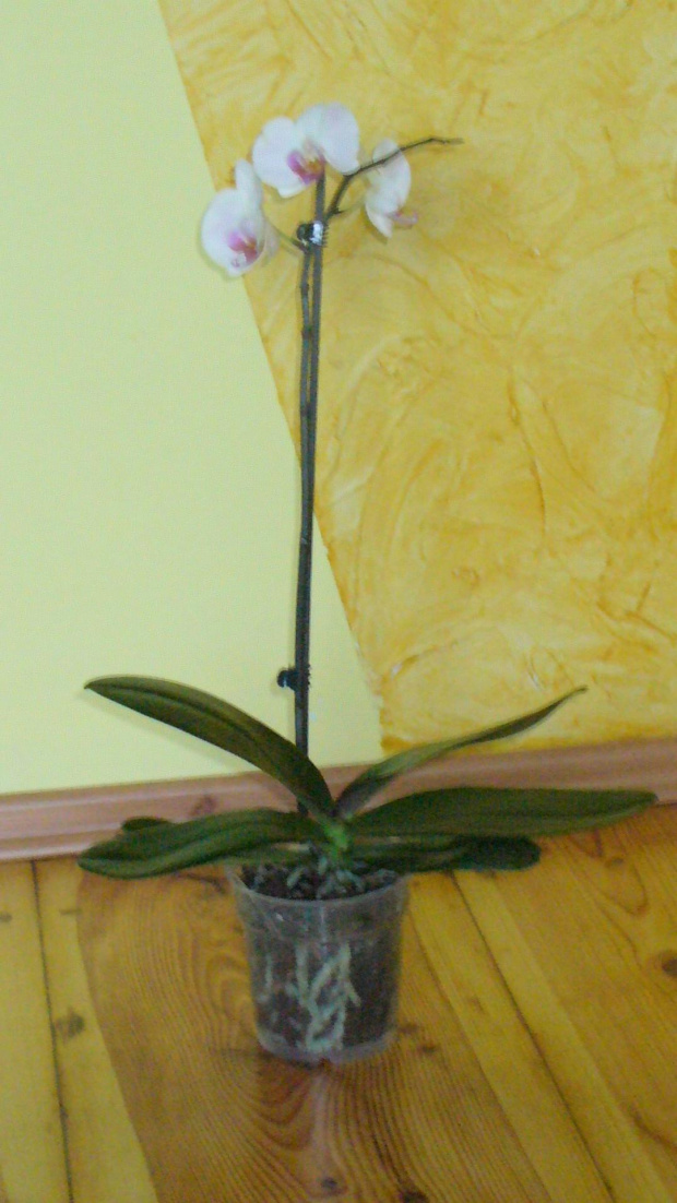 Phalaenopsis / Falenopsis