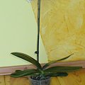 Phalaenopsis / Falenopsis