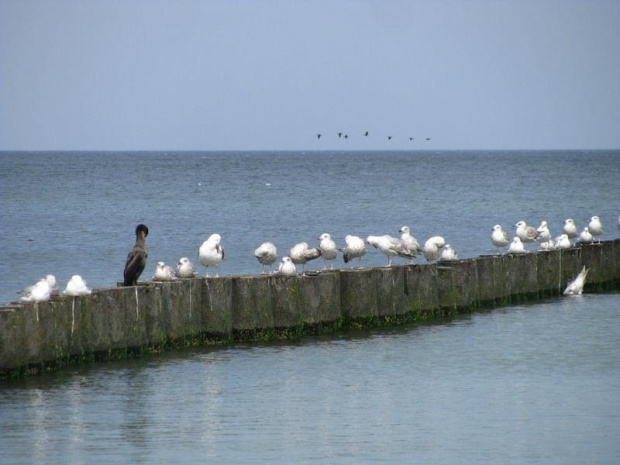 Bałtyk 2009 #ptaki #morze #Bałtyk