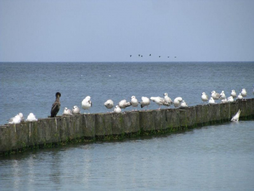 Bałtyk 2009 #ptaki #morze #Bałtyk