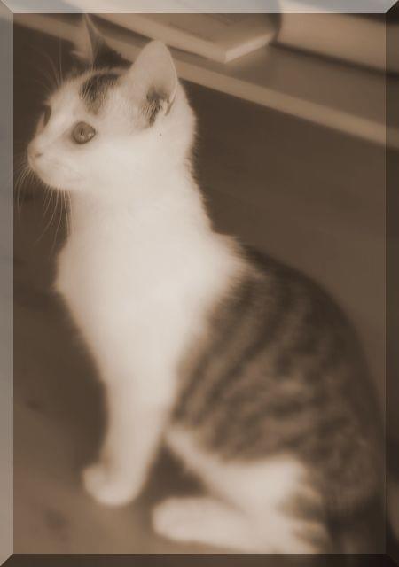 https://images47.fotosik.pl/215/d610b8fcc4e109f9.jpg