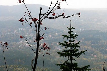 jarzębina #góry #Karkonosze #SzklarskaPoręba #Szrenica #widok #jarzębina