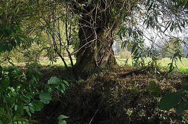 wierzba #drzewo #wierzba #woda #natura