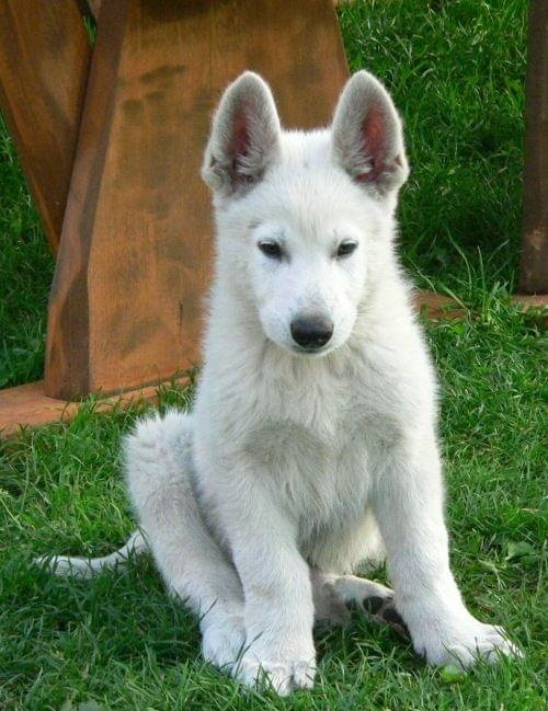 Mailo Białe Wzgórza #pies #psy #rasy #BiałyOwczarekSzwajcarski #hodowle #szczenięta #szczeniki