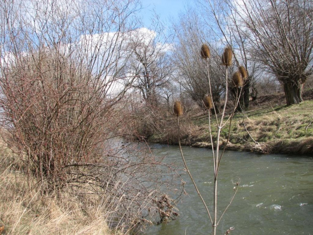 Nad Strzegomką.