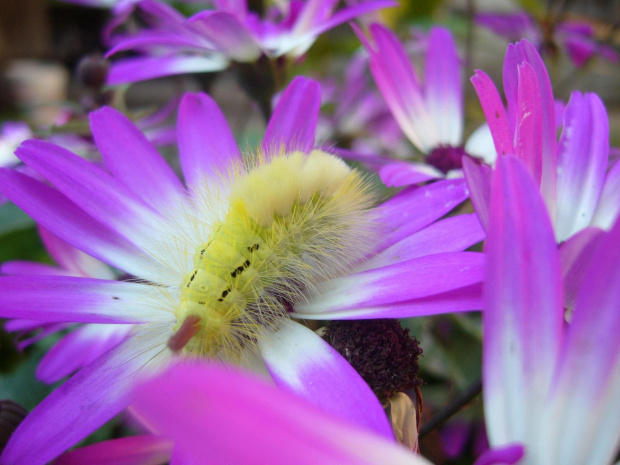 gąsienica #natura #kwiat #motyl #Pieniny