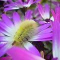 gąsienica #natura #kwiat #motyl #Pieniny