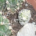 Mammillaria vetula ssp. gracilis, kaktusy #kaktusy