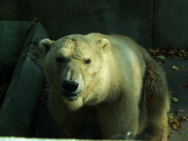 niedźwiedzica polarna
smutek... #niedźwiedź #niedźwiedzica #zoo #wrocław