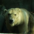 niedźwiedzica polarna
smutek... #niedźwiedź #niedźwiedzica #zoo #wrocław