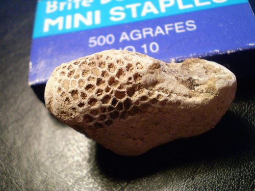 Kawałek koralowca denkowego ,chyba Favosites sp. Długość okazu - 3,5 cm . Wiek : ordowik - dewon . Data znalezienia : 2004 .