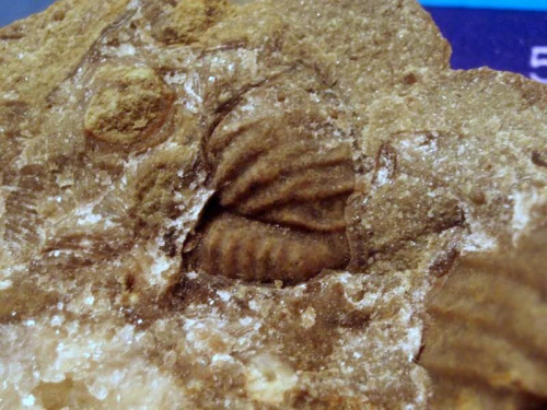 Część pygidium trylobita Calymene sp. Długość okazu - 1,2 cm . Wiek : dolny sylur – środkowy dewon . Data znalezienia : luty 2007 . Okazy nr 100 i 100a znajdują się na tej samej skale .