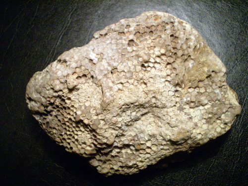 Favosites sp. Długość okazu - 6,5 cm . Wiek : ordowik - dewon . Data znalezienia : 2002 .