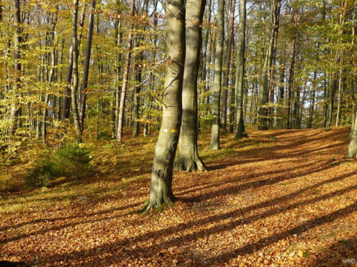 W bukowym lesie, tyle się dzieje na drzewach.... #BukowyLas #jesień #cienie #widok