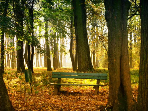 Park w Jaworze jesienią_1 #Jawor #krajobraz #przyroda #park #jesień #ławka