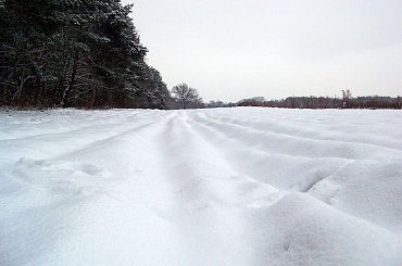 Las kabacki na biało #Warszawa #LasKabacki #zima #śnieg #las #biel #drzewa