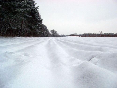Las kabacki na biało #Warszawa #LasKabacki #zima #śnieg #las #biel #drzewa