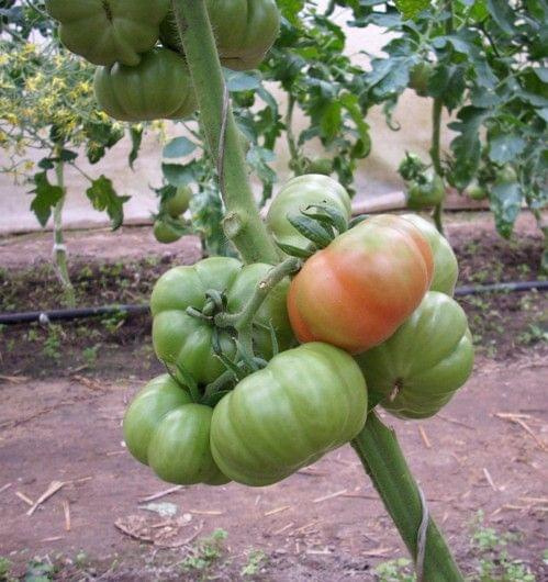 Costoluto Fiorentino