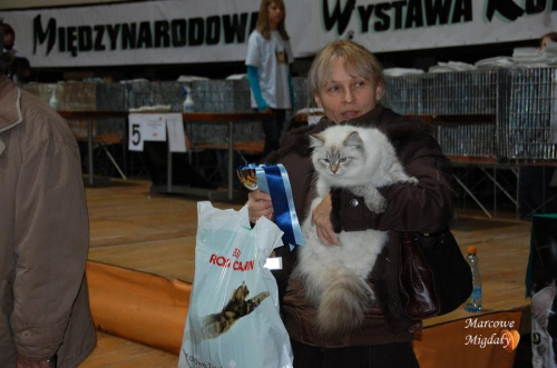Wystawa Kotów Rasowych Olsztyn 16-17.01.2010 - część II
